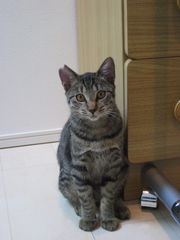 azuki_01.jpg