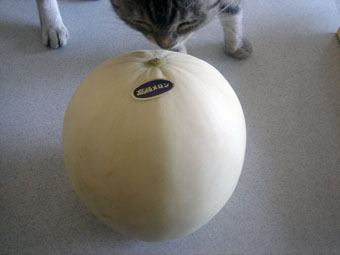 melon1.jpg